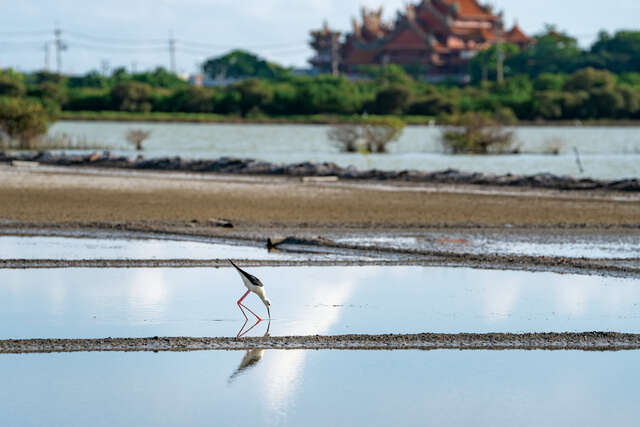 四草野生動物保護區